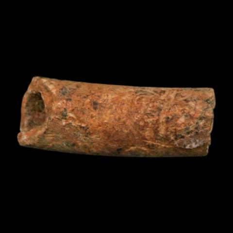 1.1" Raptor Fossil Ulna Bone Cretaceous Dinosaur Judith River FM Montana COA, Display