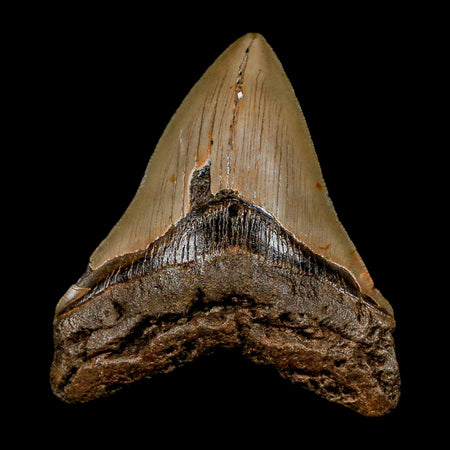 XL 4.1" Quality Megalodon Shark Tooth Serrated Fossil Natural Miocene Age COA