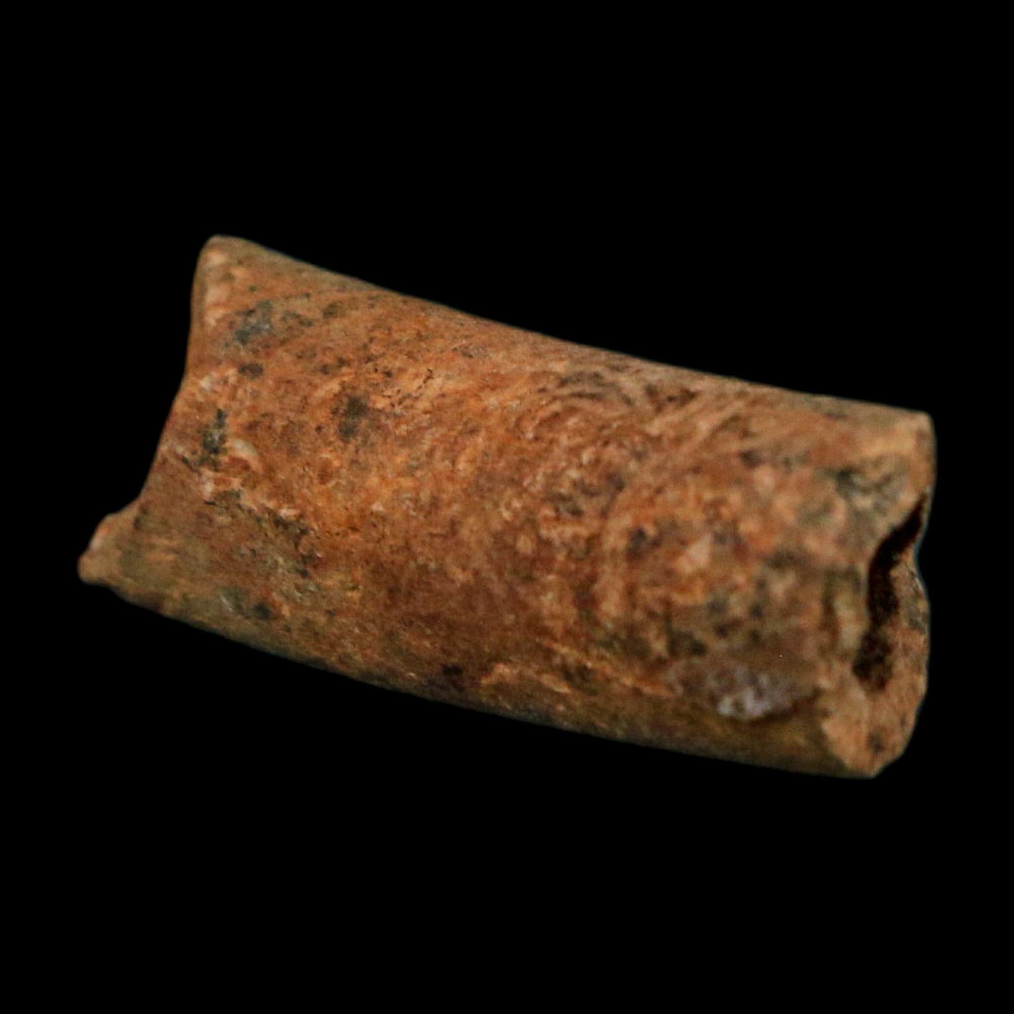 1.1" Raptor Fossil Ulna Bone Cretaceous Dinosaur Judith River FM Montana COA, Display - Fossil Age Minerals