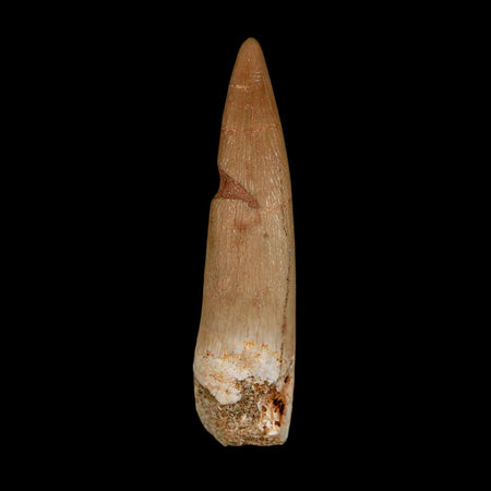 1.7" Plesiosaur Zarafasaura Tooth Fossil Cretaceous Dinosaur Era COA, Stand
