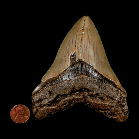 XL 4.1" Quality Megalodon Shark Tooth Serrated Fossil Natural Miocene Age COA - Fossil Age Minerals