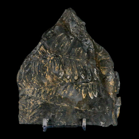 4.7" Alethopteris Fern Plant Leaf Fossil Carboniferous Age Llewellyn FM ST Clair, PA - Fossil Age Minerals