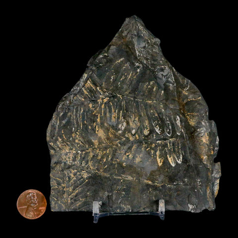 4.7" Alethopteris Fern Plant Leaf Fossil Carboniferous Age Llewellyn FM ST Clair, PA - Fossil Age Minerals