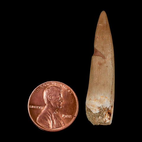 1.7" Plesiosaur Zarafasaura Tooth Fossil Cretaceous Dinosaur Era COA, Stand