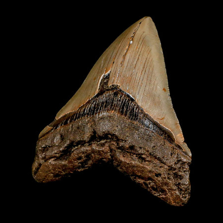 XL 4.1" Quality Megalodon Shark Tooth Serrated Fossil Natural Miocene Age COA