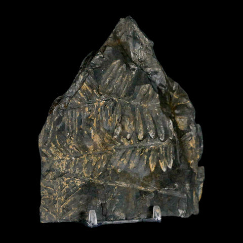 4.7" Alethopteris Fern Plant Leaf Fossil Carboniferous Age Llewellyn FM ST Clair, PA - Fossil Age Minerals