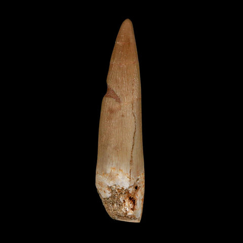 1.7" Plesiosaur Zarafasaura Tooth Fossil Cretaceous Dinosaur Era COA, Stand