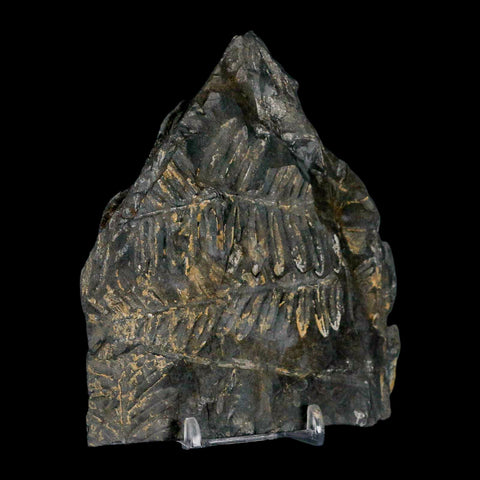 4.7" Alethopteris Fern Plant Leaf Fossil Carboniferous Age Llewellyn FM ST Clair, PA - Fossil Age Minerals