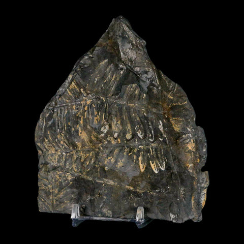 4.7" Alethopteris Fern Plant Leaf Fossil Carboniferous Age Llewellyn FM ST Clair, PA - Fossil Age Minerals