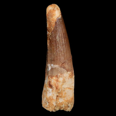 1.7" Spinosaurus Fossil Tooth 100 Mil Yrs Old Cretaceous Dinosaur COA & Stand - Fossil Age Minerals