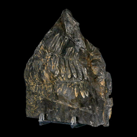 4.7" Alethopteris Fern Plant Leaf Fossil Carboniferous Age Llewellyn FM ST Clair, PA - Fossil Age Minerals