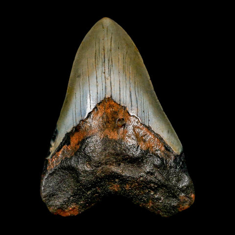 XL 4.2" Quality Megalodon Shark Tooth Serrated Fossil Natural Miocene Age COA - Fossil Age Minerals