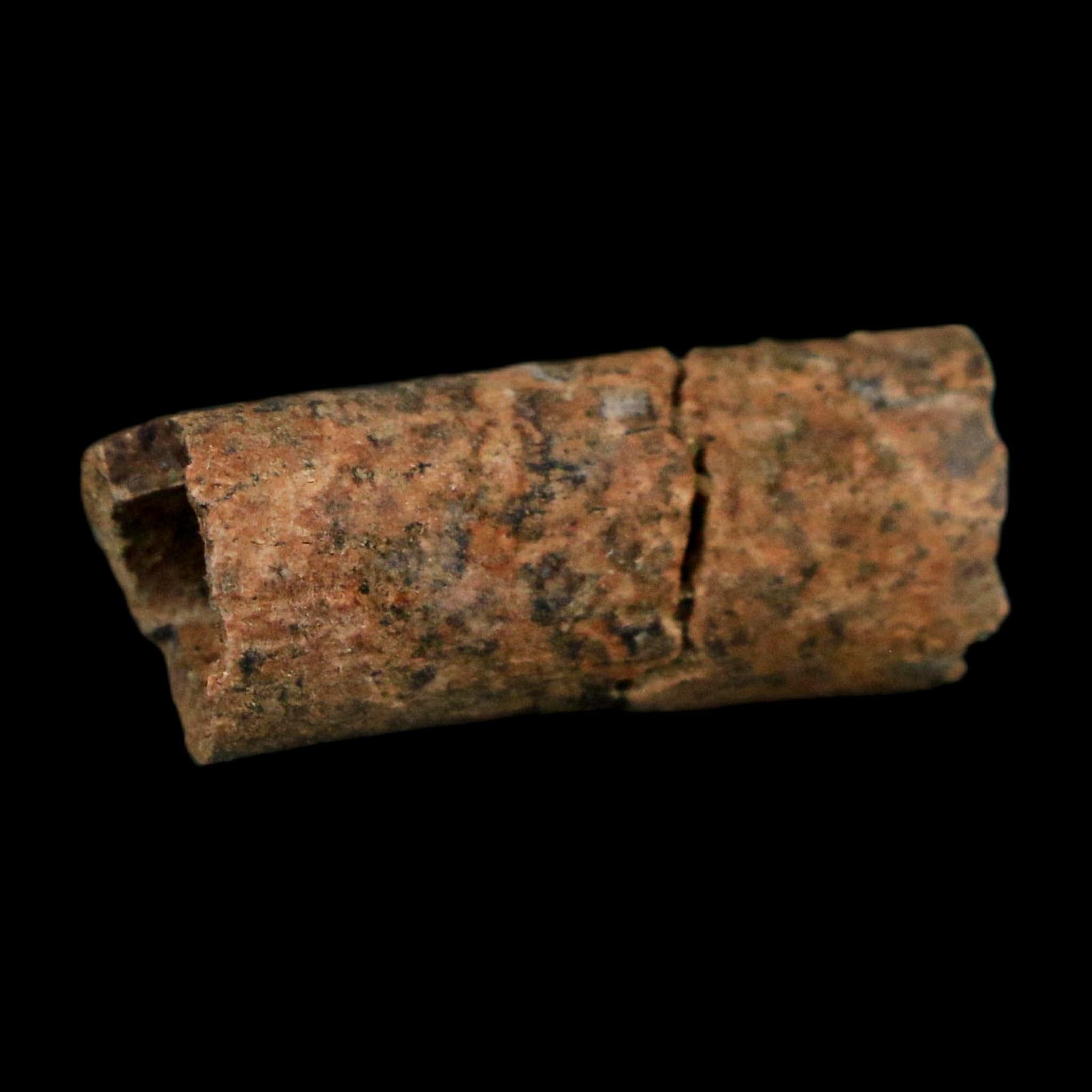 1" Raptor Fossil Ulna Bone Cretaceous Dinosaur Judith River FM Montana COA, Display - Fossil Age Minerals
