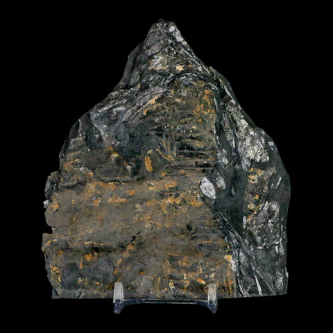 4.7" Alethopteris Fern Plant Leaf Fossil Carboniferous Age Llewellyn FM ST Clair, PA - Fossil Age Minerals