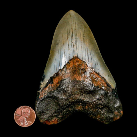 XL 4.2" Quality Megalodon Shark Tooth Serrated Fossil Natural Miocene Age COA - Fossil Age Minerals