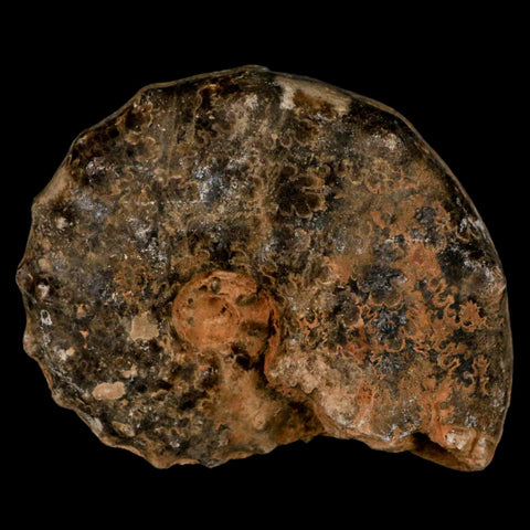 3.6" Mammites Nodosoides Ammonite Fossil Shell Upper Cretaceous Age Morocco - Fossil Age Minerals