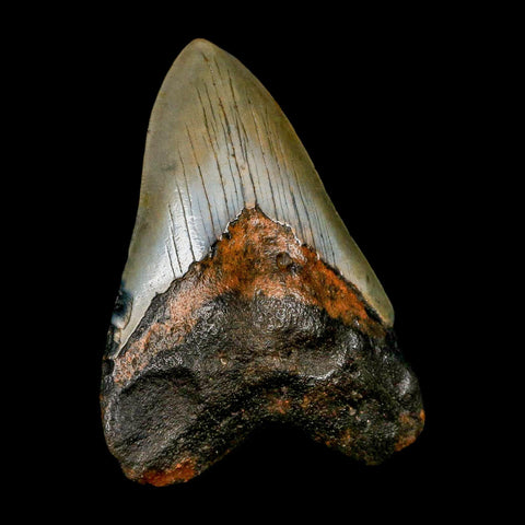 XL 4.2" Quality Megalodon Shark Tooth Serrated Fossil Natural Miocene Age COA - Fossil Age Minerals