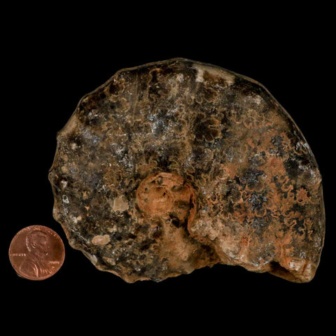 3.6" Mammites Nodosoides Ammonite Fossil Shell Upper Cretaceous Age Morocco - Fossil Age Minerals