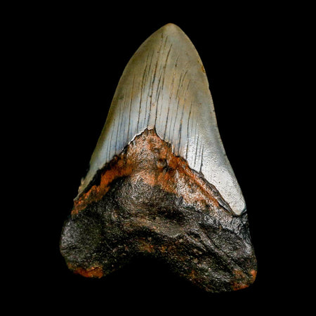 XL 4.2" Quality Megalodon Shark Tooth Serrated Fossil Natural Miocene Age COA