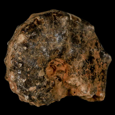 3.6" Mammites Nodosoides Ammonite Fossil Shell Upper Cretaceous Age Morocco - Fossil Age Minerals