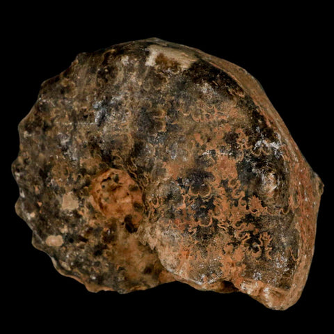 3.6" Mammites Nodosoides Ammonite Fossil Shell Upper Cretaceous Age Morocco - Fossil Age Minerals
