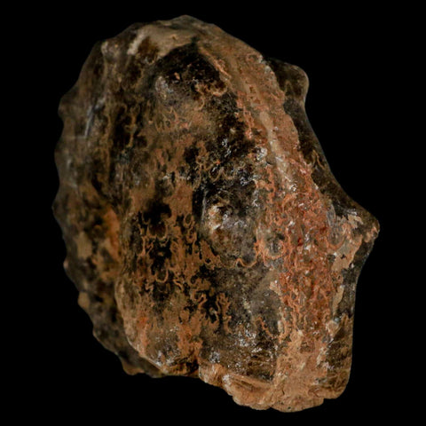 3.6" Mammites Nodosoides Ammonite Fossil Shell Upper Cretaceous Age Morocco - Fossil Age Minerals