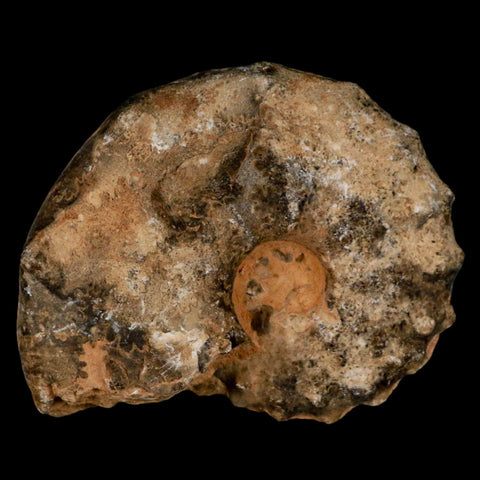 3.6" Mammites Nodosoides Ammonite Fossil Shell Upper Cretaceous Age Morocco - Fossil Age Minerals