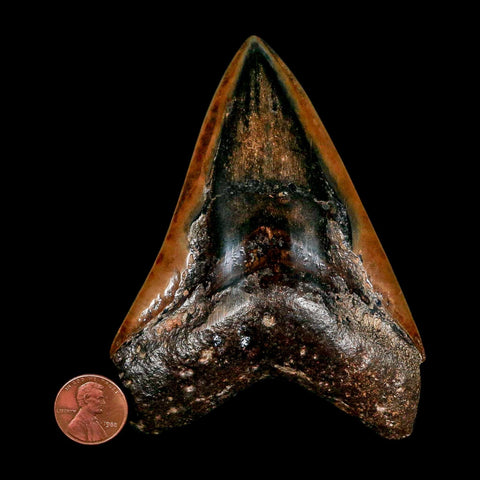 XL 4.1" Quality Megalodon Shark Tooth Serrated Fossil Natural Miocene Age COA - Fossil Age Minerals