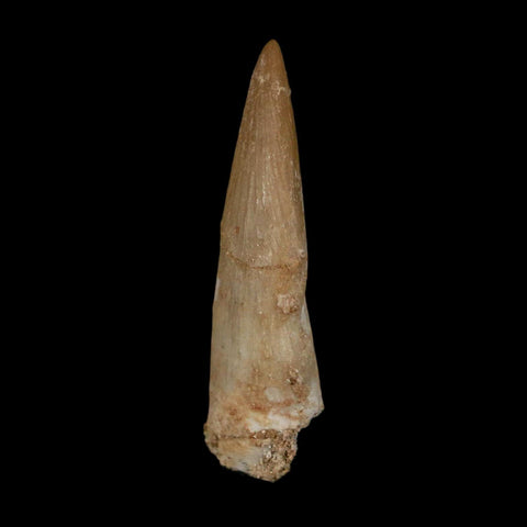 1.5" Plesiosaur Zarafasaura Tooth Fossil Cretaceous Dinosaur Era COA, Stand
