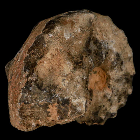 3.6" Mammites Nodosoides Ammonite Fossil Shell Upper Cretaceous Age Morocco - Fossil Age Minerals