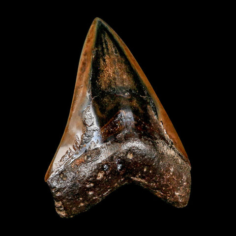 XL 4.1" Quality Megalodon Shark Tooth Serrated Fossil Natural Miocene Age COA - Fossil Age Minerals