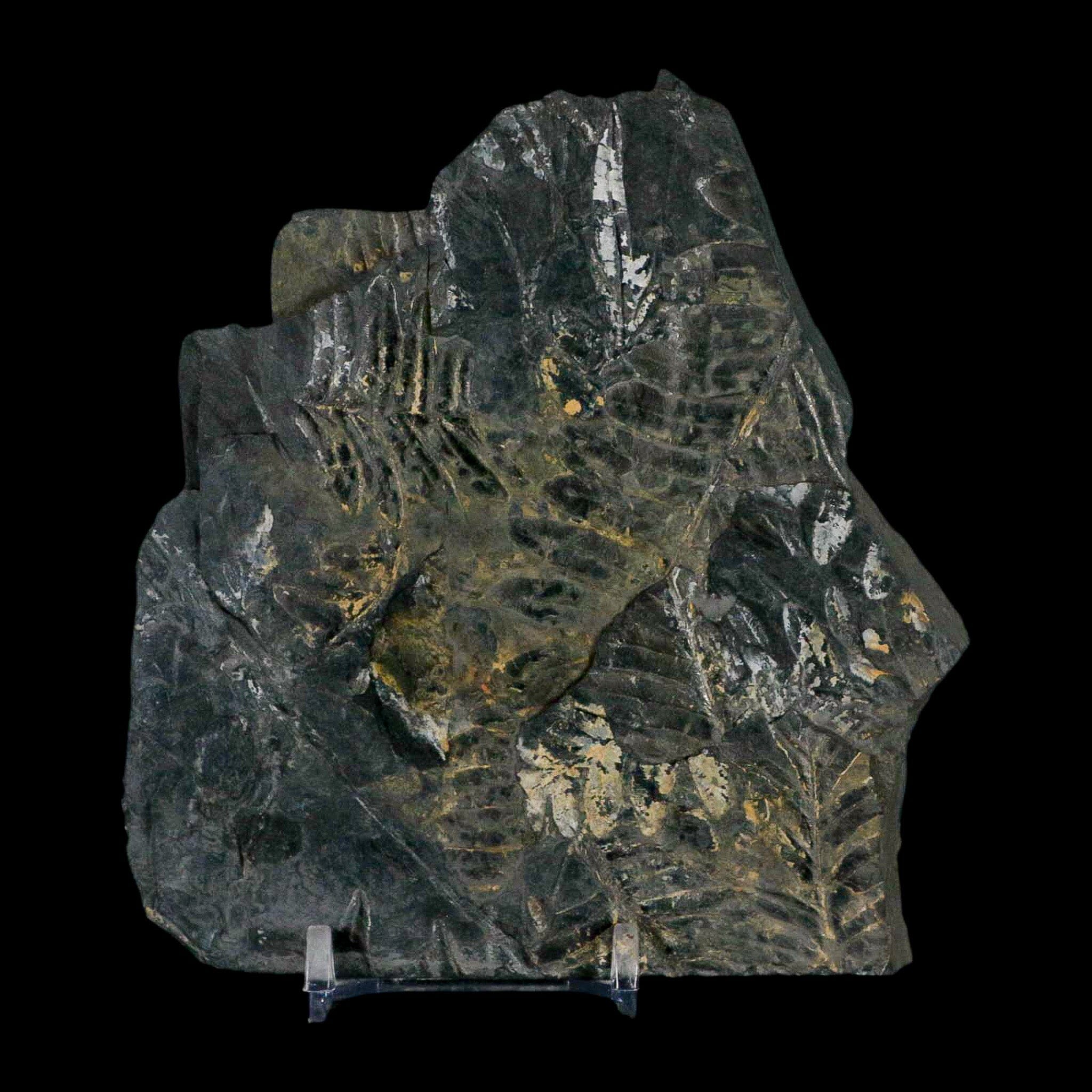 4.7" Alethopteris Fern Plant Leaf Fossil Carboniferous Age Llewellyn FM ST Clair, PA - Fossil Age Minerals