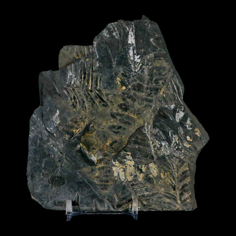 4.7" Alethopteris Fern Plant Leaf Fossil Carboniferous Age Llewellyn FM ST Clair, PA - Fossil Age Minerals