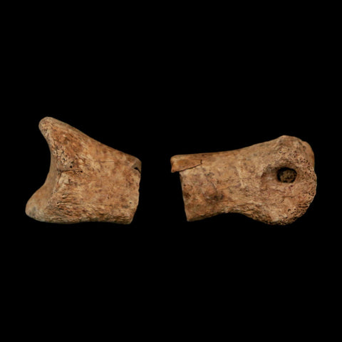 1.5" Raptor Fossil Toe Bone Cretaceous Dinosaur Judith River Formation Montana COA