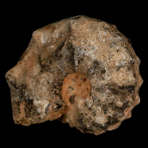3.6" Mammites Nodosoides Ammonite Fossil Shell Upper Cretaceous Age Morocco - Fossil Age Minerals