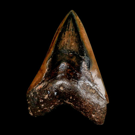 XL 4.1" Quality Megalodon Shark Tooth Serrated Fossil Natural Miocene Age COA