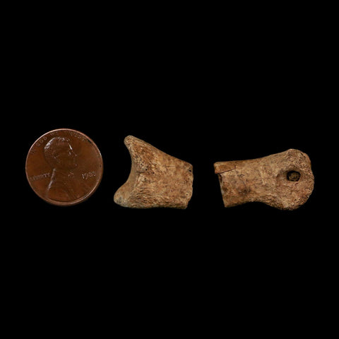 1.5" Raptor Fossil Toe Bone Cretaceous Dinosaur Judith River Formation Montana COA