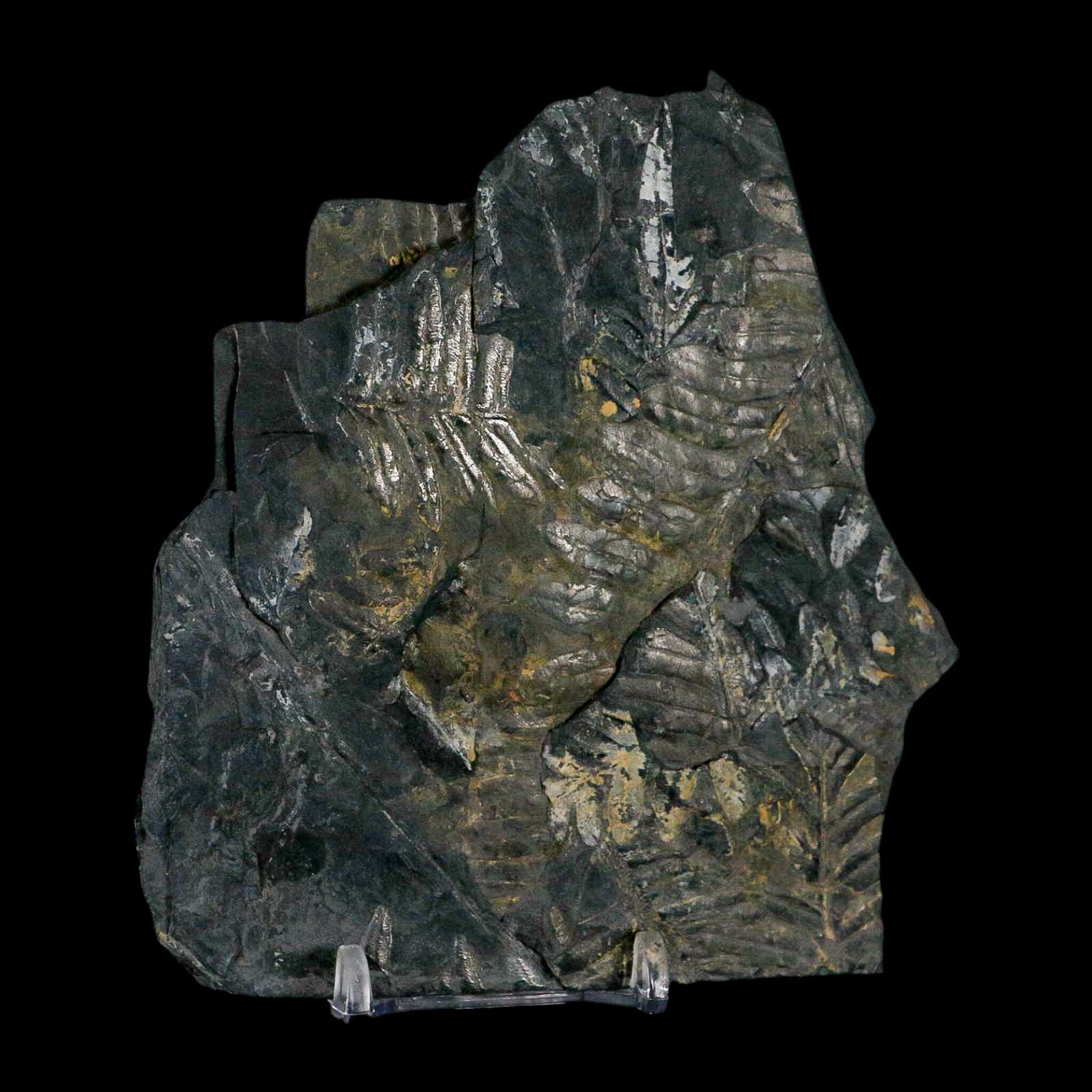 4.7" Alethopteris Fern Plant Leaf Fossil Carboniferous Age Llewellyn FM ST Clair, PA - Fossil Age Minerals