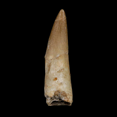 1.5" Plesiosaur Zarafasaura Tooth Fossil Cretaceous Dinosaur Era COA, Stand