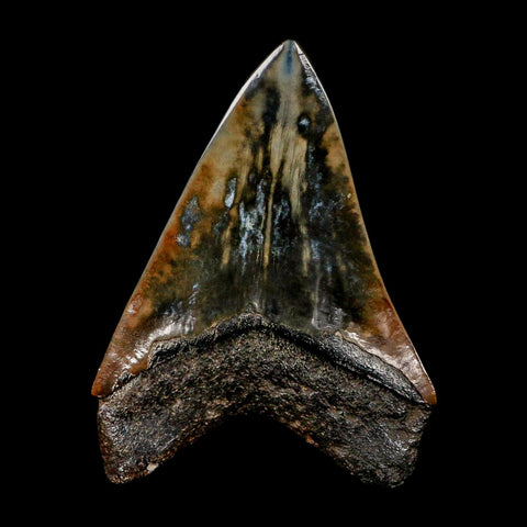 XL 4.1" Quality Megalodon Shark Tooth Serrated Fossil Natural Miocene Age COA - Fossil Age Minerals