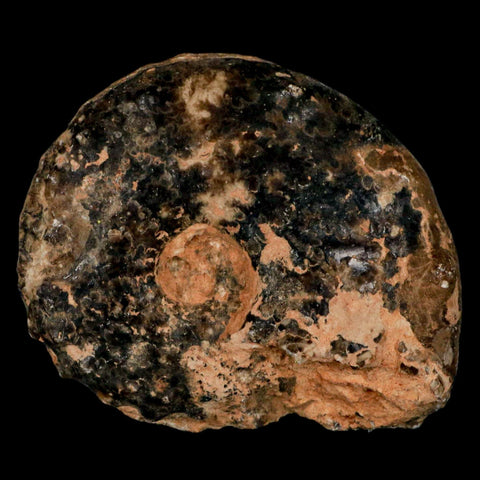 3.2" Mammites Nodosoides Ammonite Fossil Shell Upper Cretaceous Age Morocco - Fossil Age Minerals