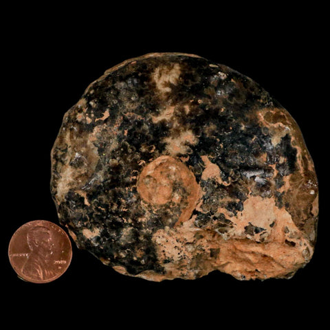 3.2" Mammites Nodosoides Ammonite Fossil Shell Upper Cretaceous Age Morocco - Fossil Age Minerals