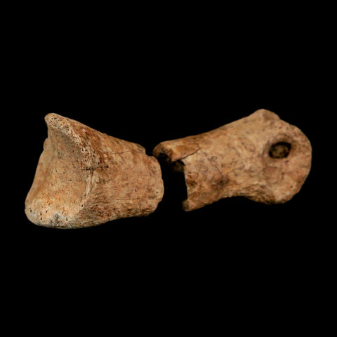 1.5" Raptor Fossil Toe Bone Cretaceous Dinosaur Judith River Formation Montana COA