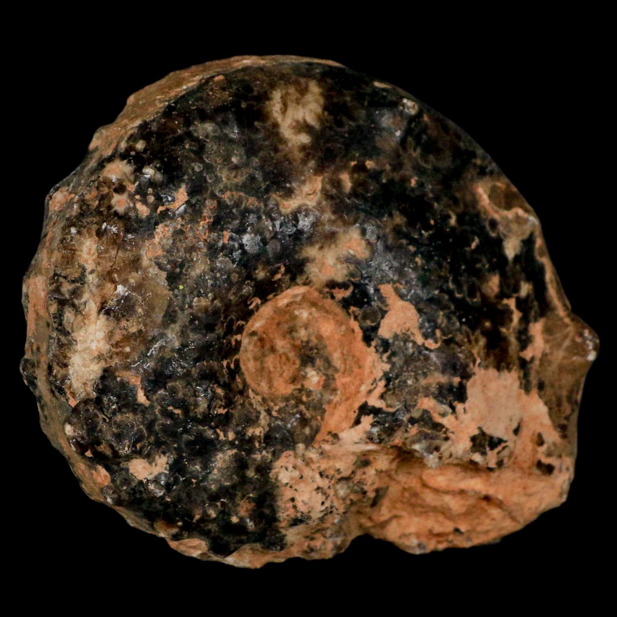 3.2" Mammites Nodosoides Ammonite Fossil Shell Upper Cretaceous Age Morocco - Fossil Age Minerals