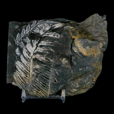 4" Alethopteris Fern Plant Leaf Fossil Carboniferous Age Llewellyn FM ST Clair, PA - Fossil Age Minerals