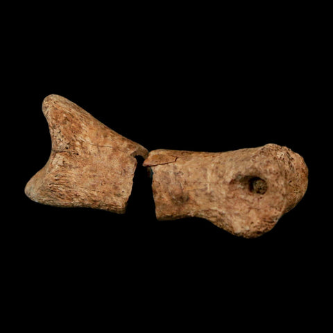 1.5" Raptor Fossil Toe Bone Cretaceous Dinosaur Judith River Formation Montana COA
