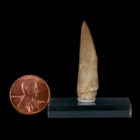 1.5" Plesiosaur Zarafasaura Tooth Fossil Cretaceous Dinosaur Era COA, Stand