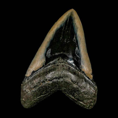 XL 4.6" Quality Megalodon Shark Tooth Serrated Fossil Natural Miocene Age COA