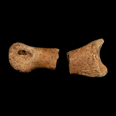 1.5" Raptor Fossil Toe Bone Cretaceous Dinosaur Judith River Formation Montana COA
