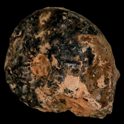 3.2" Mammites Nodosoides Ammonite Fossil Shell Upper Cretaceous Age Morocco - Fossil Age Minerals